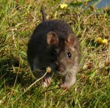 rotte