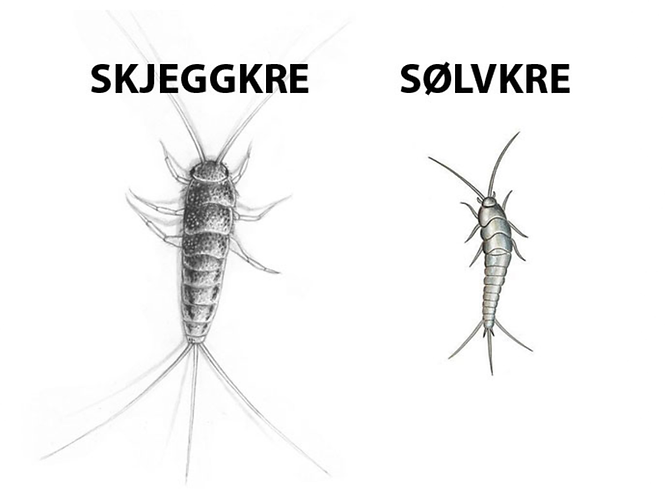 Skjeggkre og sølvkre