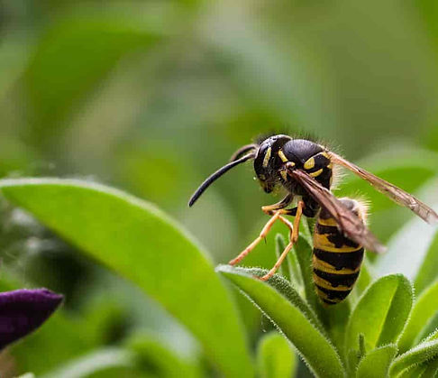 veps på blad