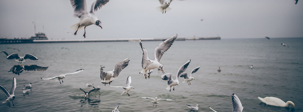 Water Birds