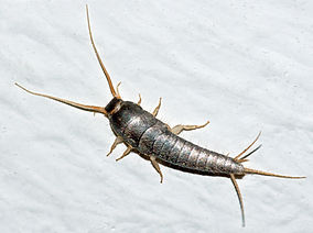 LepismaSaccharina.jpg